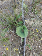 Eriospermum capense capense