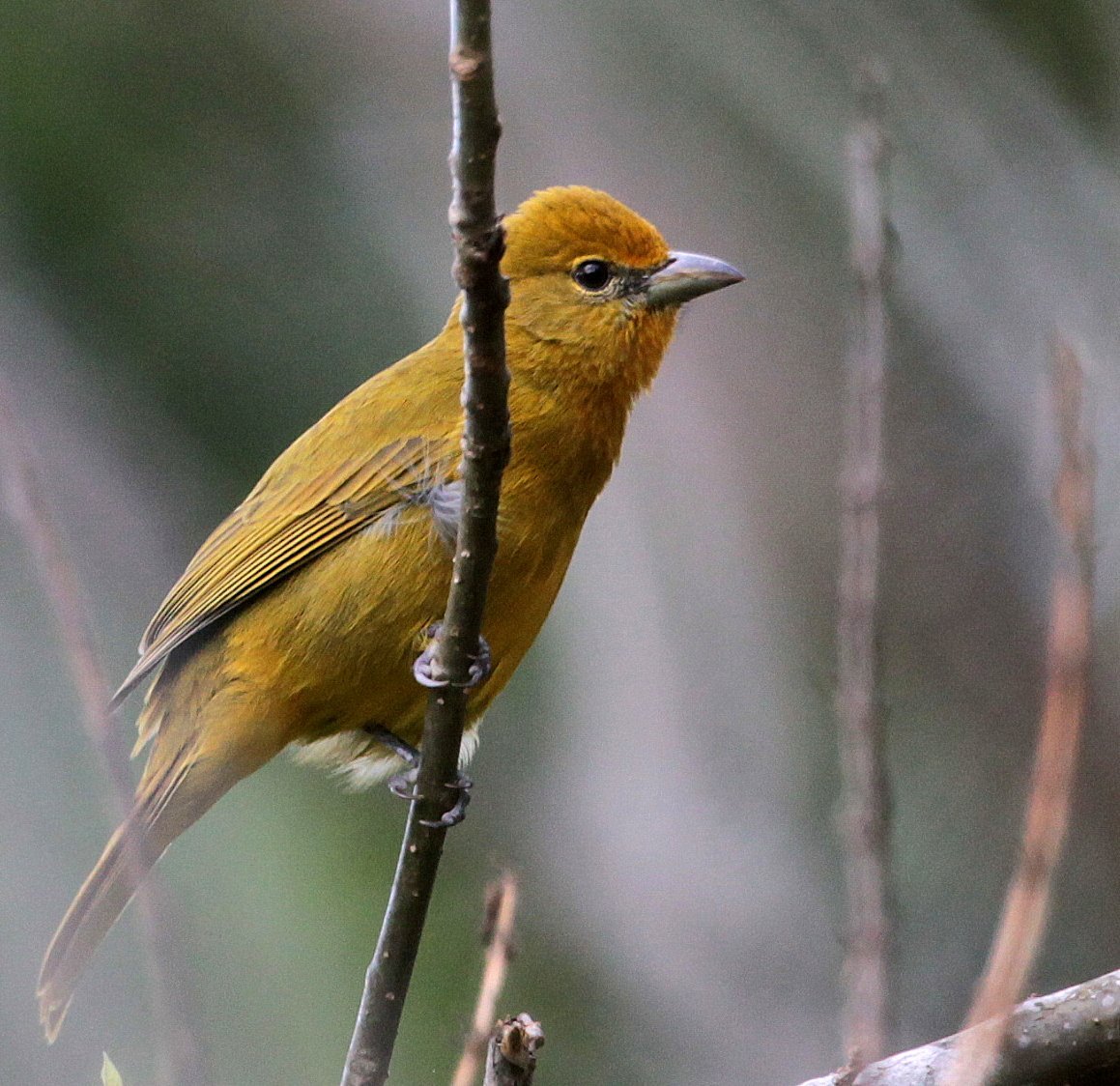 Piranga lutea image