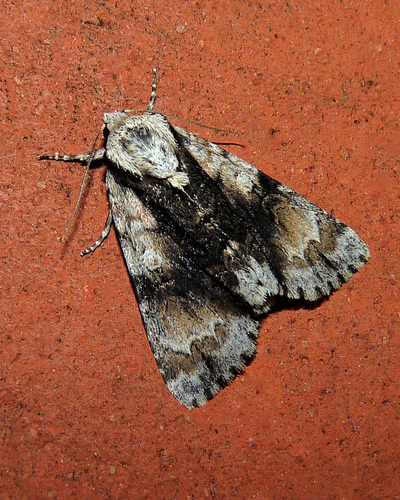 Alder Moth