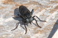 Laphria felis