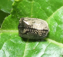 Chlamydocassis bicornuta