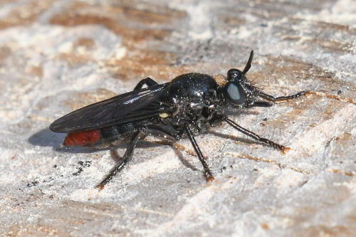 Variable Laphria