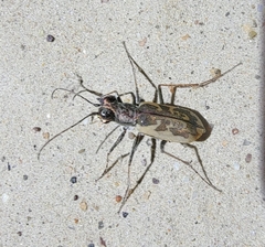 Cephalota chiloleuca