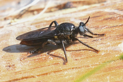 Laphria felis