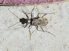 Cephalota chiloleuca