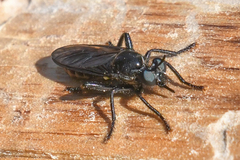 Laphria felis