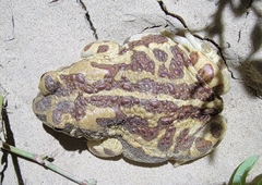 Strauchbufo raddei