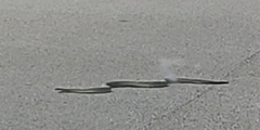 Masticophis flagellum