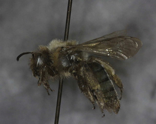 iNaturalist observation photo of Mining Bees