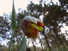 Fritillaria montana