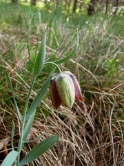 Fritillaria montana
