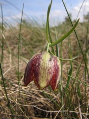 Fritillaria montana