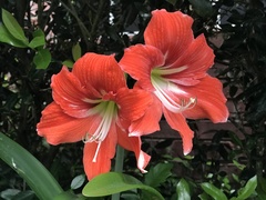 Hippeastrum striatum