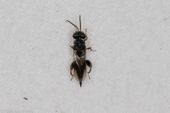 Phasgonophora sulcata