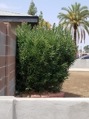 Nerium oleander