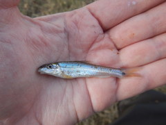 Phenacobius mirabilis