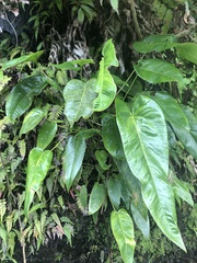 Anthurium dominicense