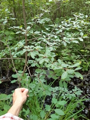 Ilex mucronata image
