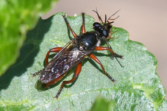 Laphria felis