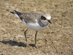 Charadrius dubius curonicus