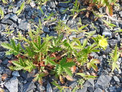Potentilla litoralis