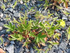 Potentilla litoralis