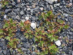 Potentilla litoralis