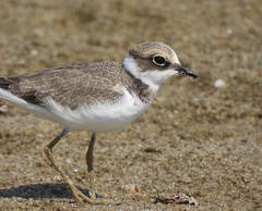 Charadrius dubius curonicus