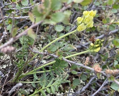 Oxytropis maydelliana