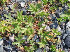 Potentilla litoralis