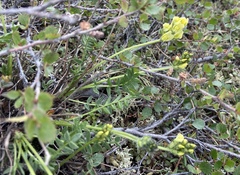 Oxytropis maydelliana