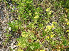 Potentilla litoralis