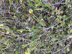 Oxytropis maydelliana