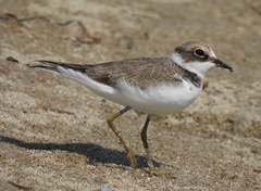 Charadrius dubius curonicus