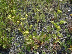 Potentilla litoralis
