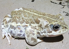 Strauchbufo raddei