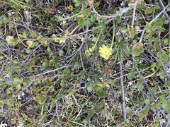 Oxytropis maydelliana