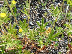 Potentilla litoralis
