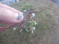 Procambarus kensleyi