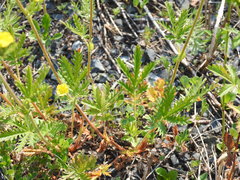 Potentilla litoralis
