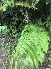 Cyathea horrida