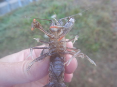 Procambarus kensleyi