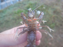 Procambarus kensleyi