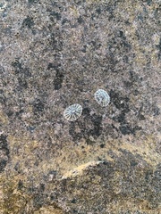 Siphonaria australis