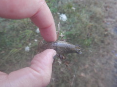 Procambarus kensleyi