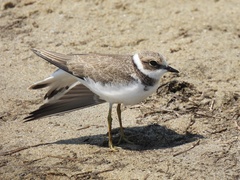 Charadrius dubius curonicus