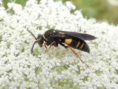 Nysson plagiatus