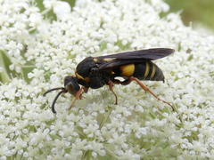 Nysson plagiatus