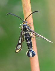 Chamaesphecia empiformis