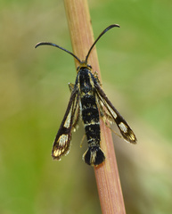 Chamaesphecia empiformis